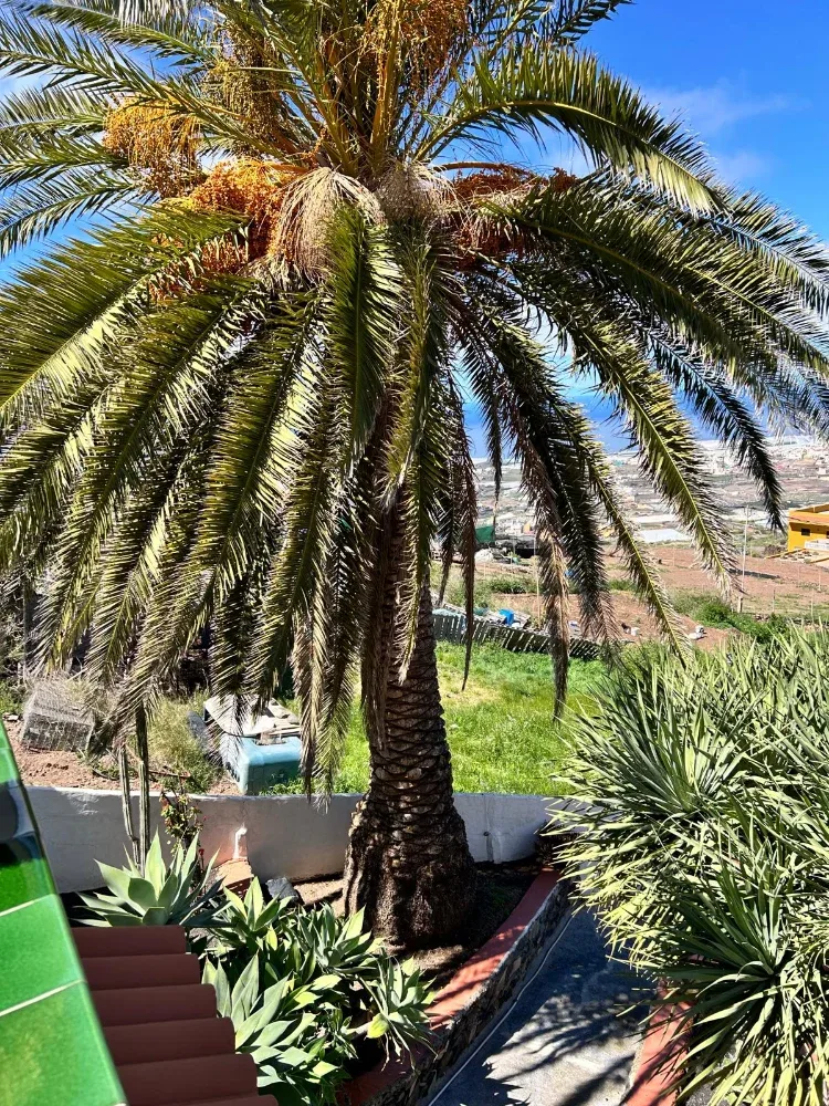 Chalet independiente · Gáldar · Gran Canaria (39)